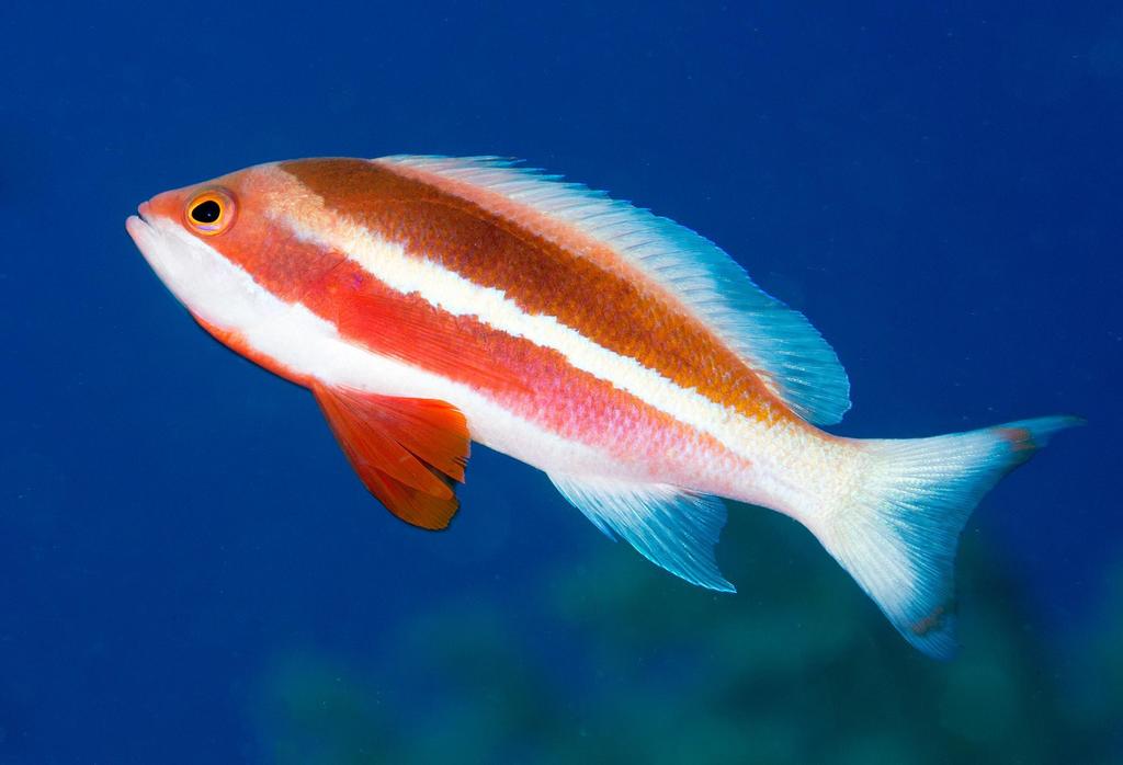 Red Sea Anthias