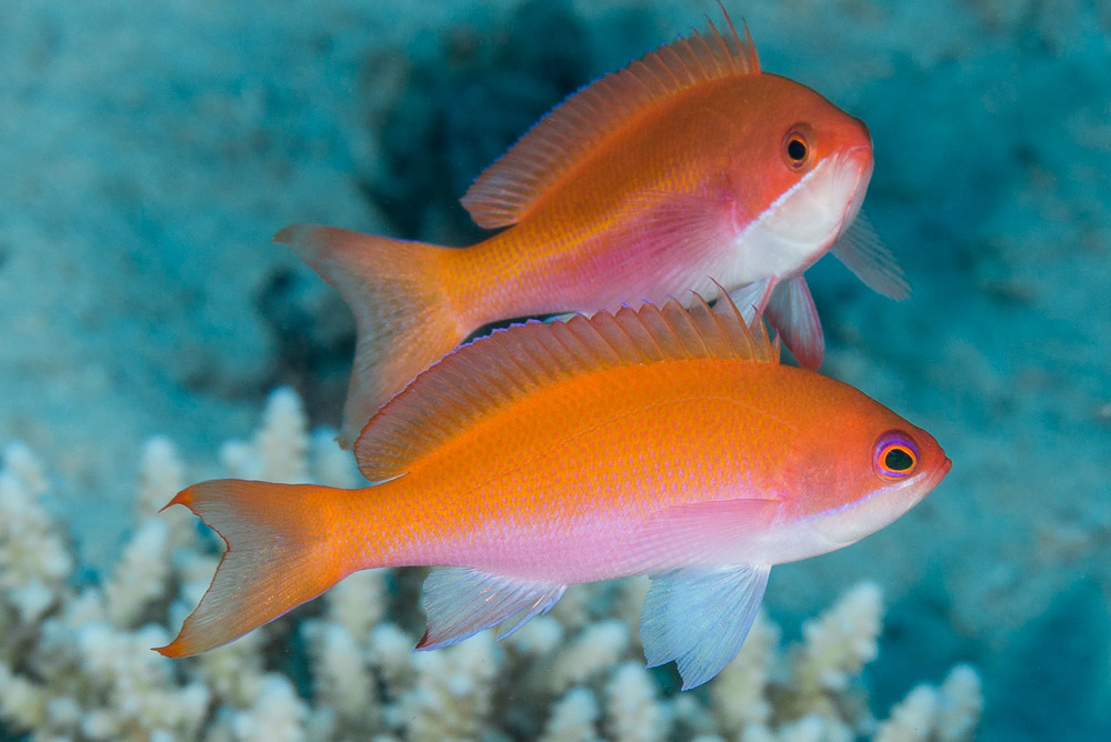Red Sea Anthias