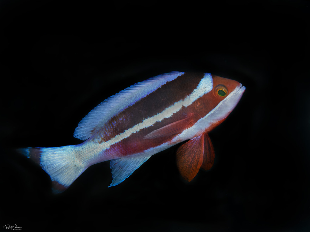Red Sea Anthias