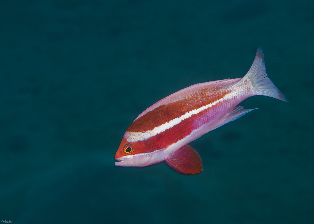 Red Sea Anthias