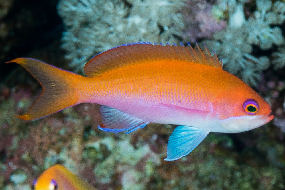 Red Sea Anthias