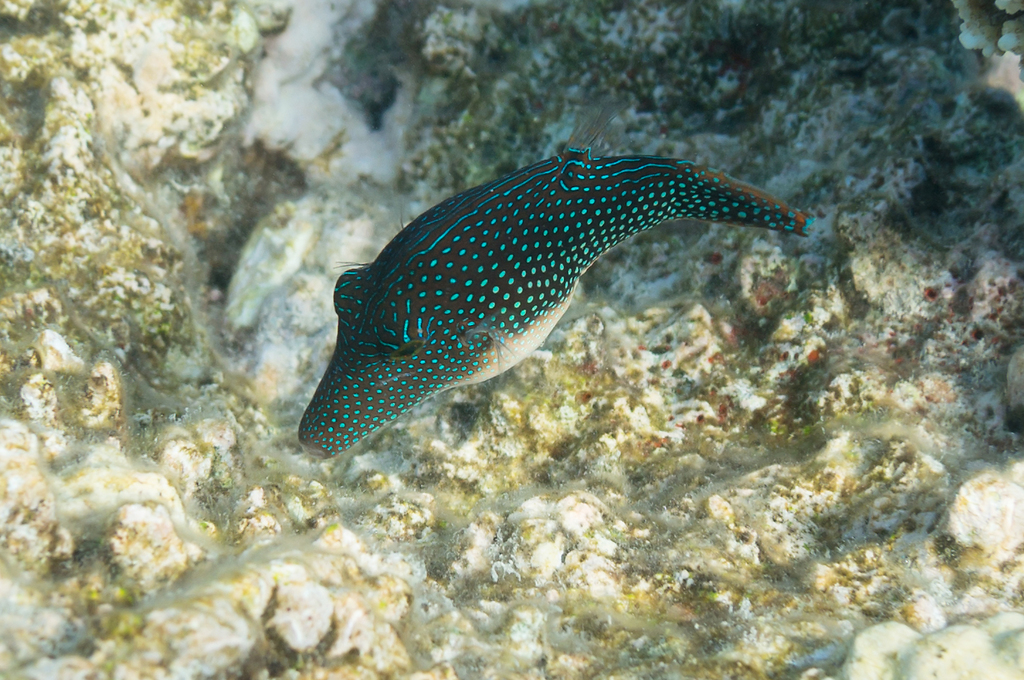 Canthigaster perlé