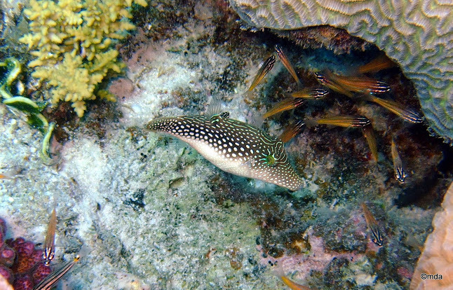 Canthigaster perlé
