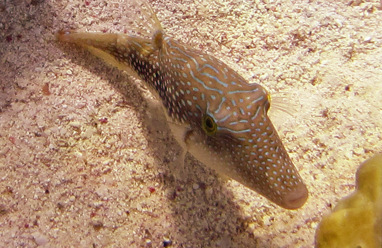 Canthigaster perlé