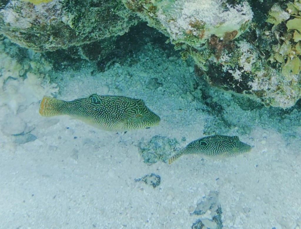Canthigaster perlé