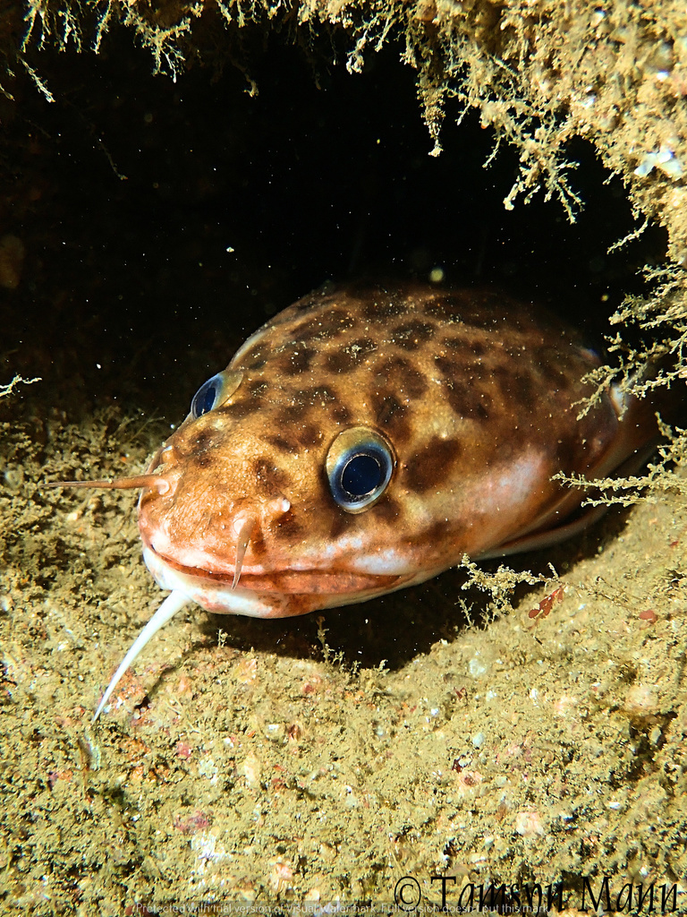 Three-bearded Rockling