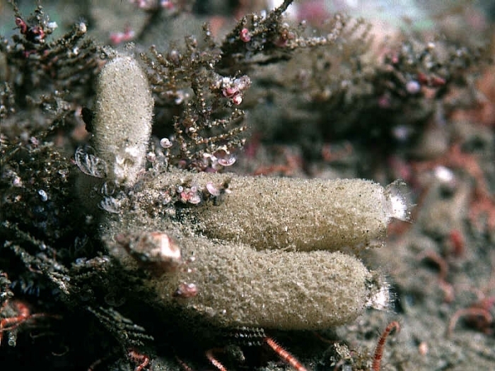 Small Calcareous Cup