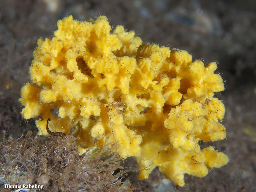 Eponge épineuse orange