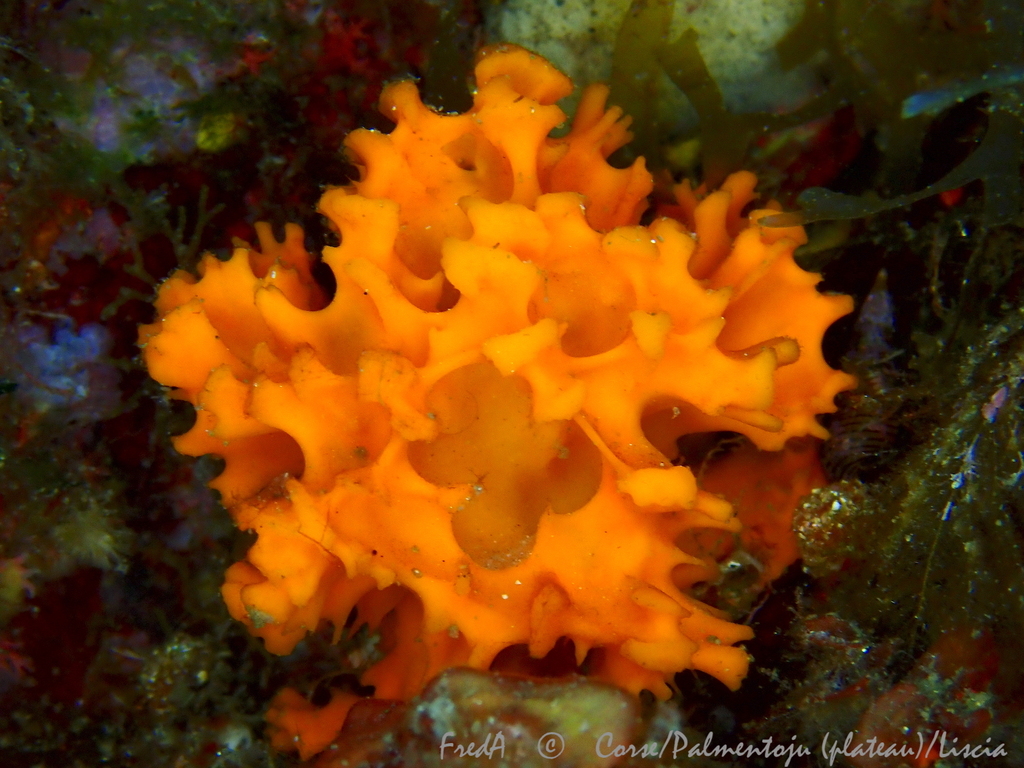Eponge épineuse orange