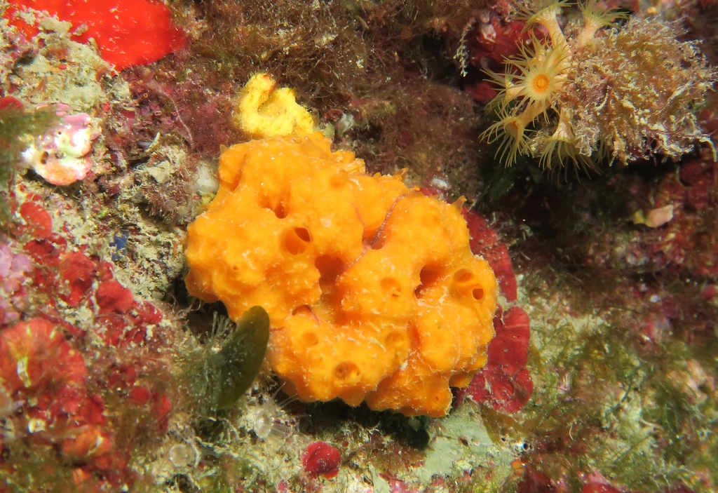 Eponge épineuse orange