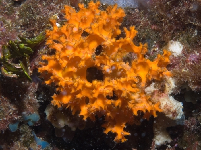 Orange Lumpy Sponge