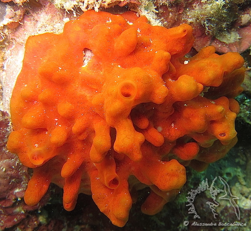 Oyster Sponge