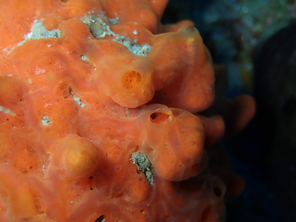 Oyster Sponge