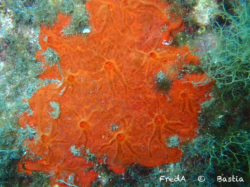 Oyster Sponge