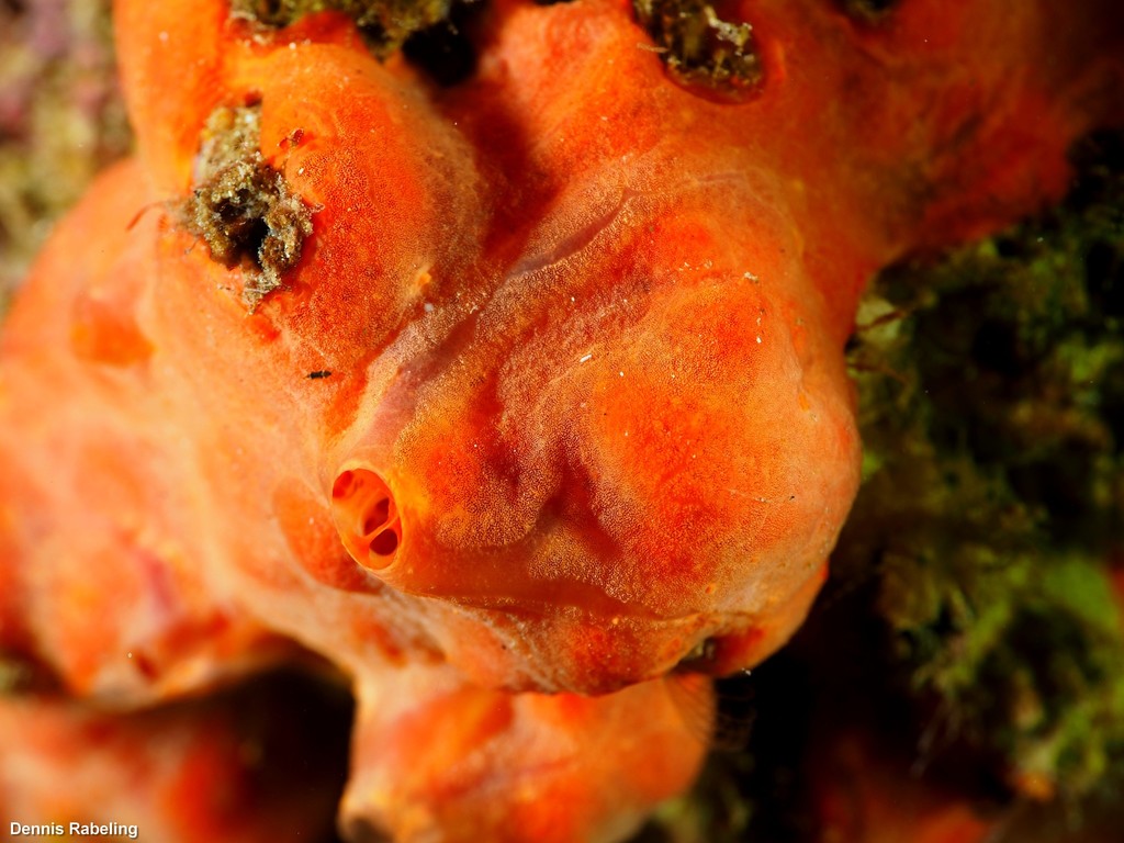 Oyster Sponge