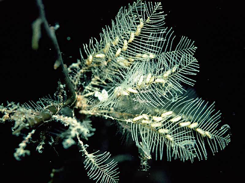 Podded Hydroid