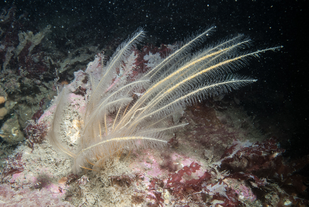 Sea Beard