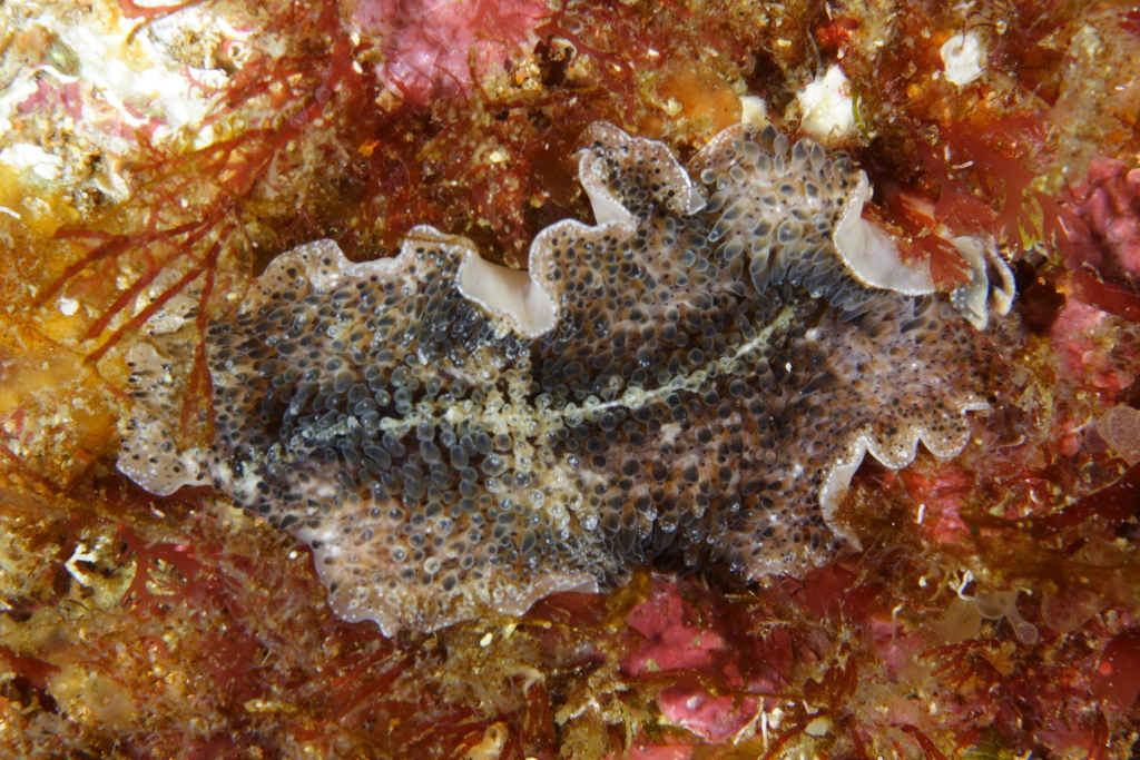 Carpet Flatworm