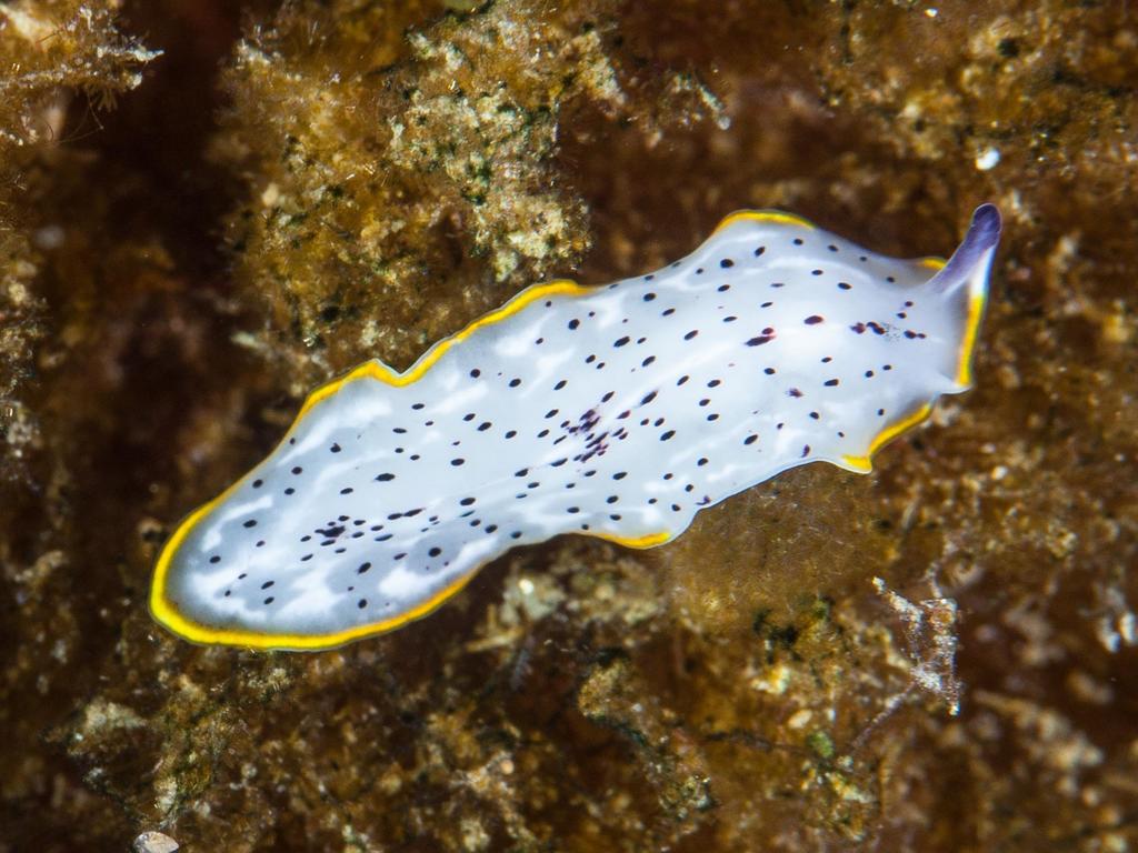 Moseley's Flatworm