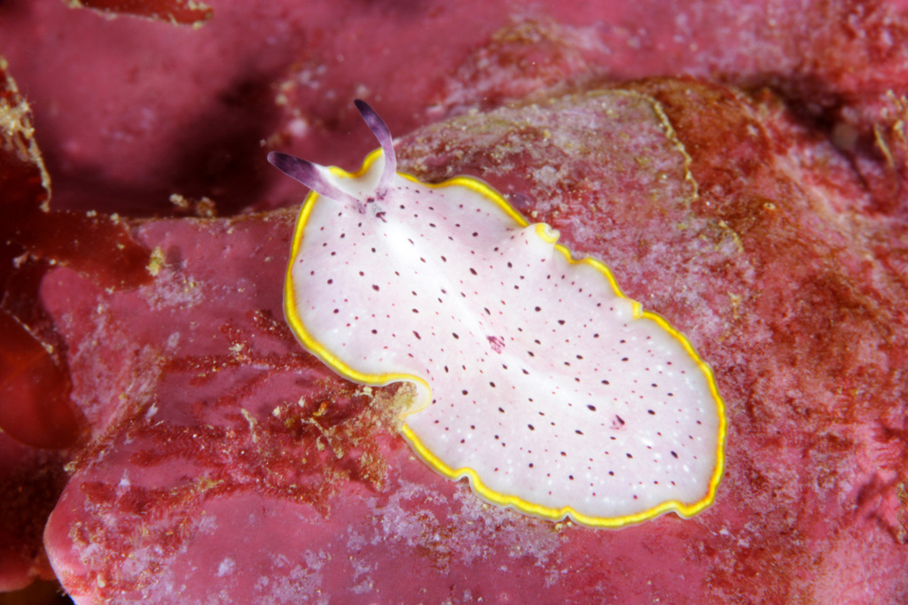 Moseley's Flatworm