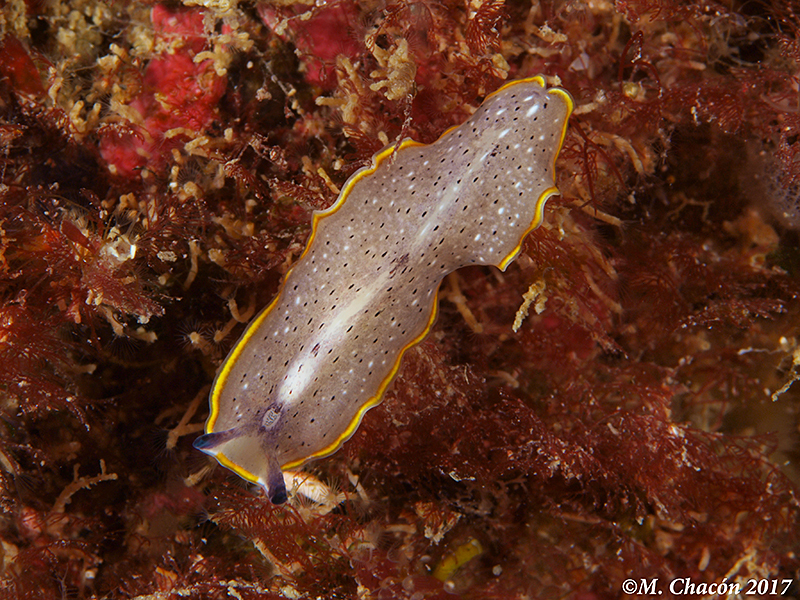 Moseley's Flatworm