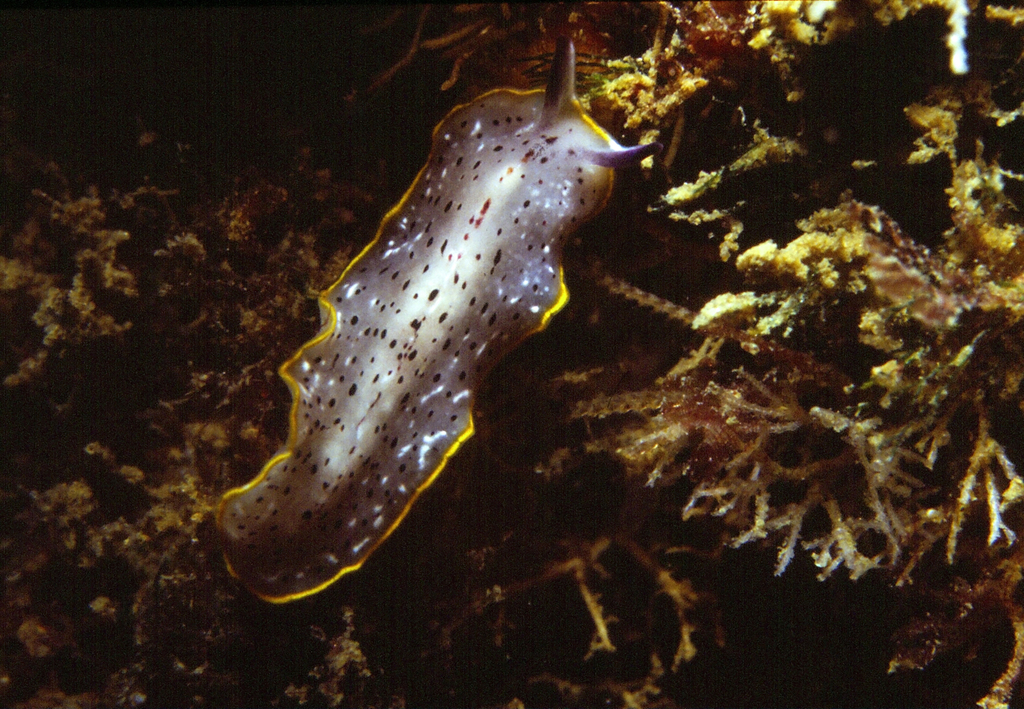 Moseley's Flatworm
