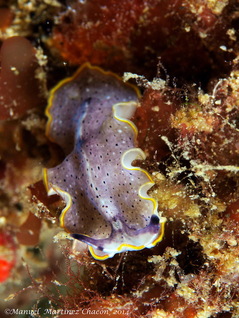 Moseley's Flatworm