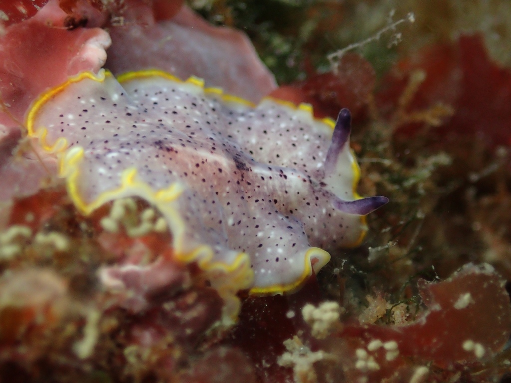 Moseley's Flatworm
