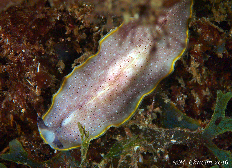 Moseley's Flatworm