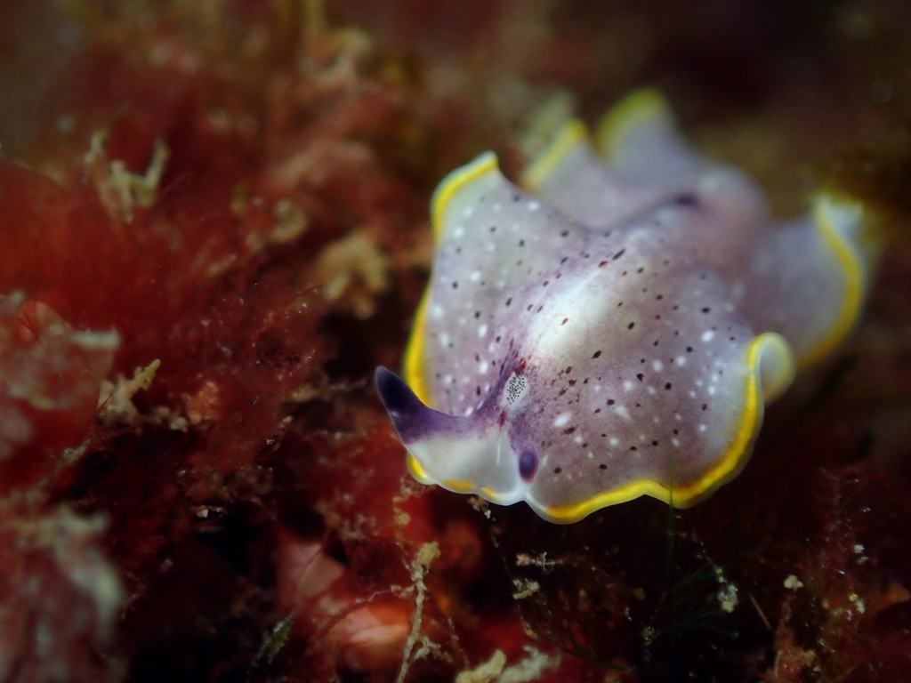 Moseley's Flatworm
