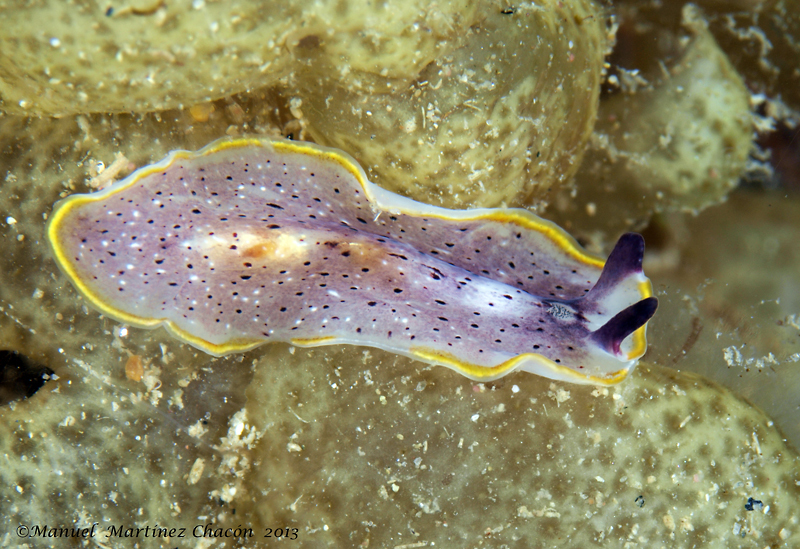 Moseley's Flatworm