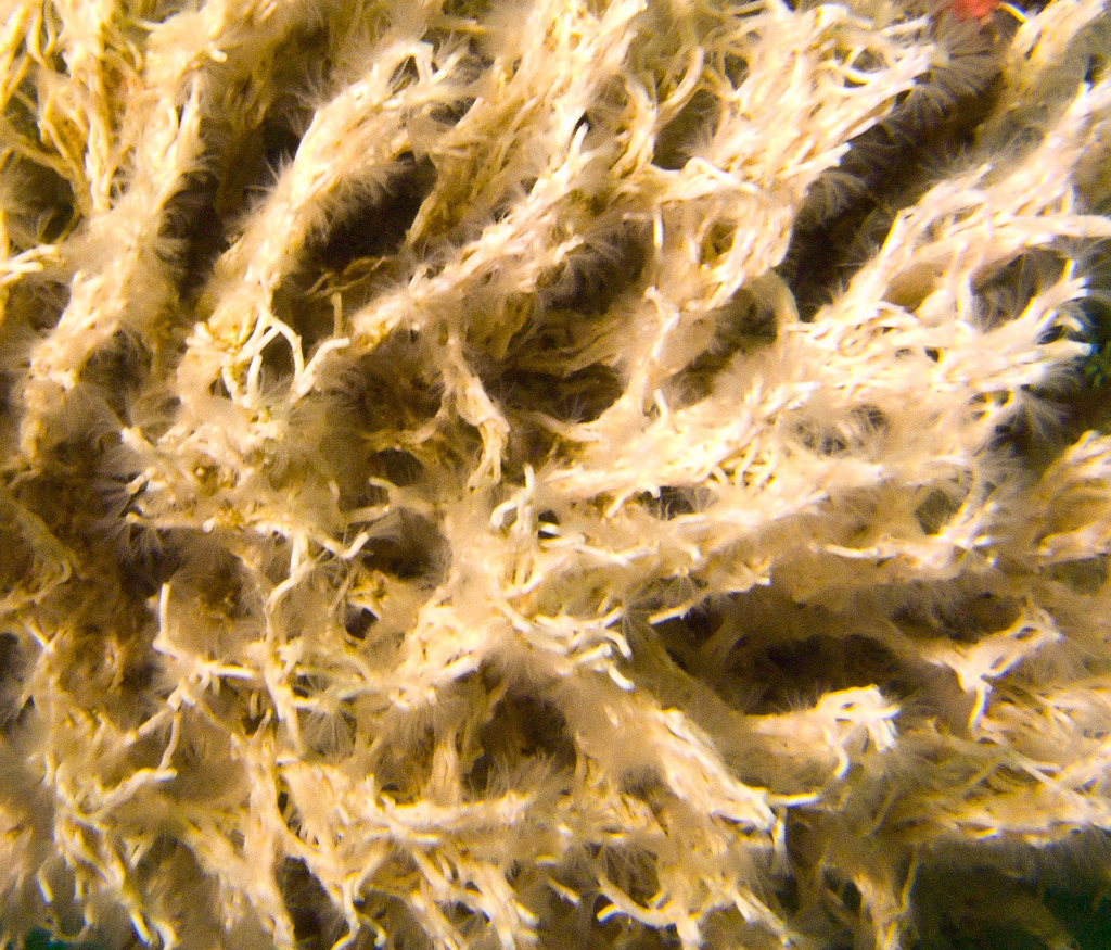 Filograna tricoté