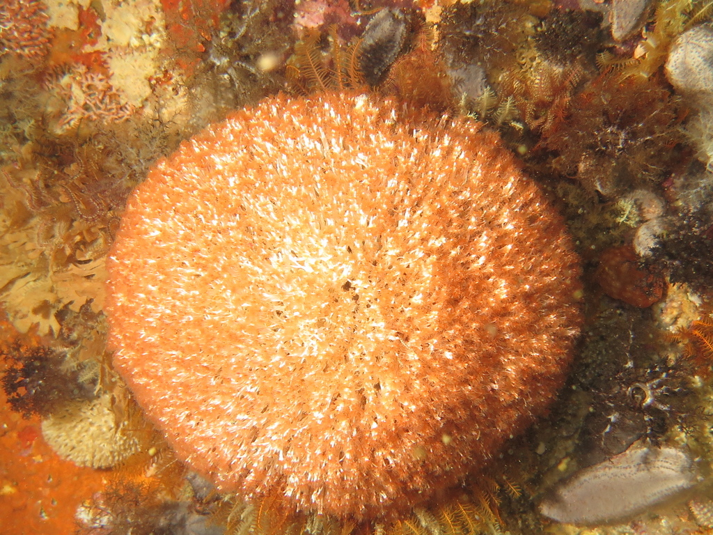 Filograna tricoté