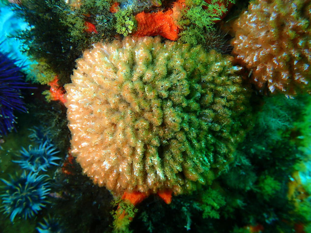 Filograna tricoté