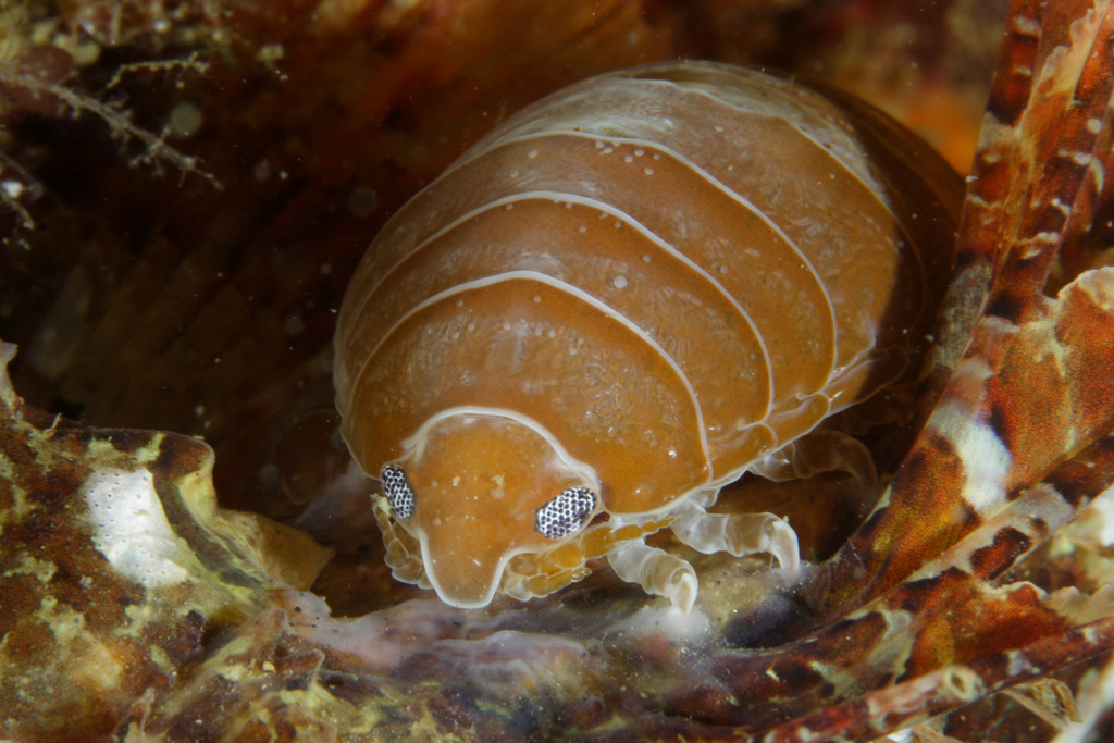Anilocre de la Méditerranée