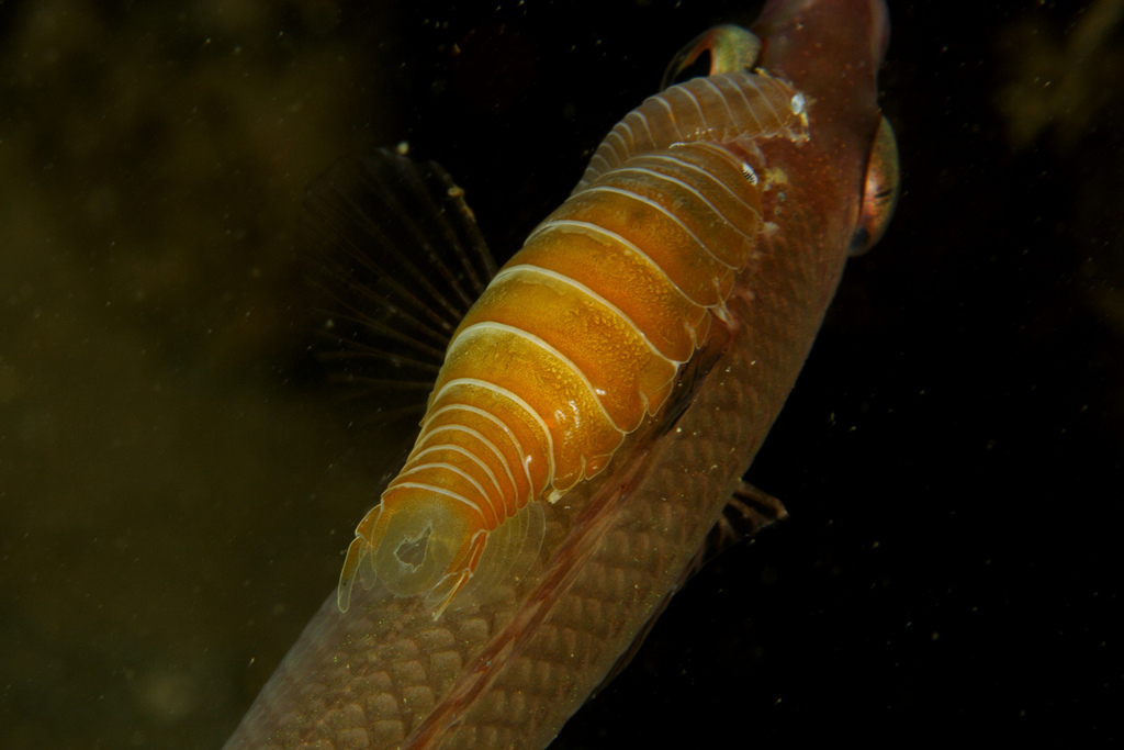 Anilocre de la Méditerranée