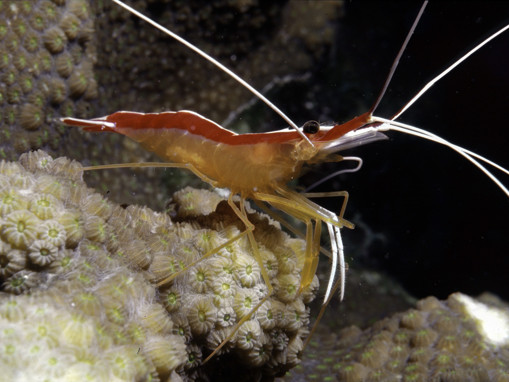 Redbacked Cleaner Shrimp