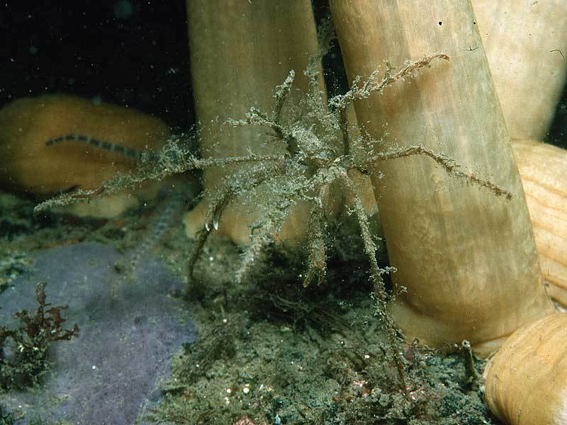 Long-legged Spider Crab