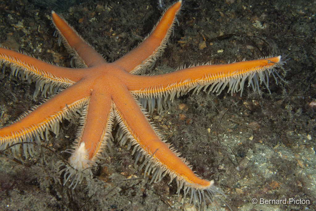 Seven Armed Sea Star