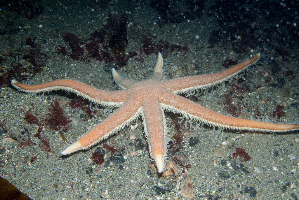Seven Armed Sea Star