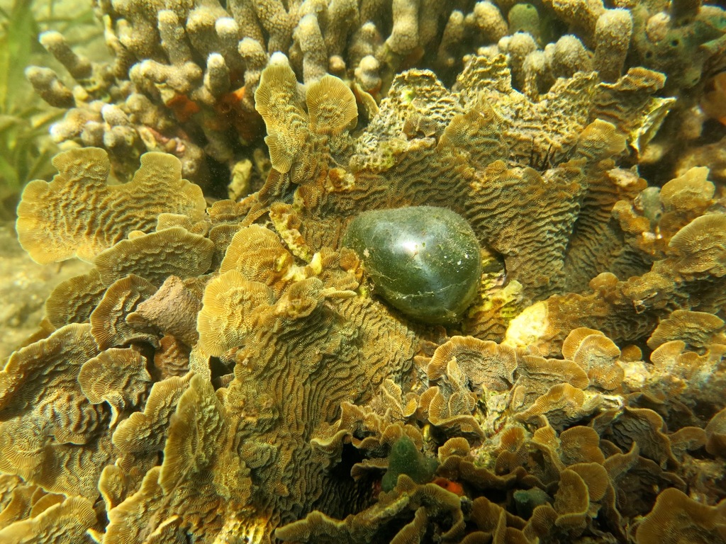 Sailor's Eyeball Alga