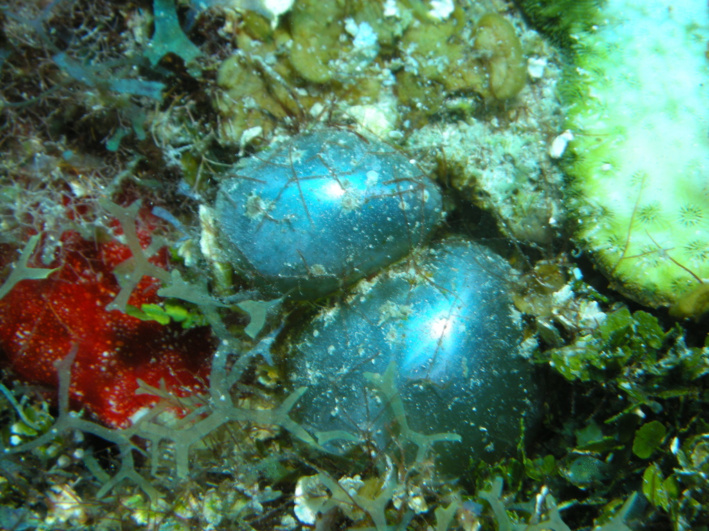 Sailor's Eyeball Alga