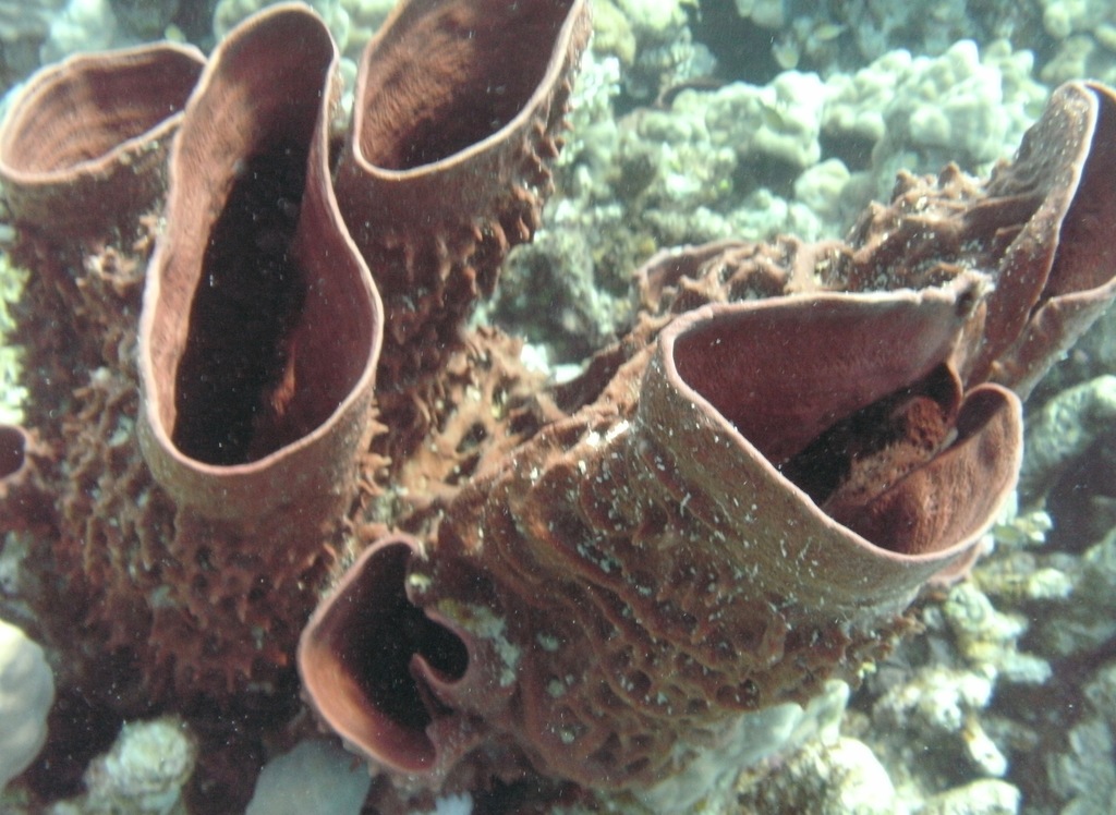 Prickly Tube Sponge
