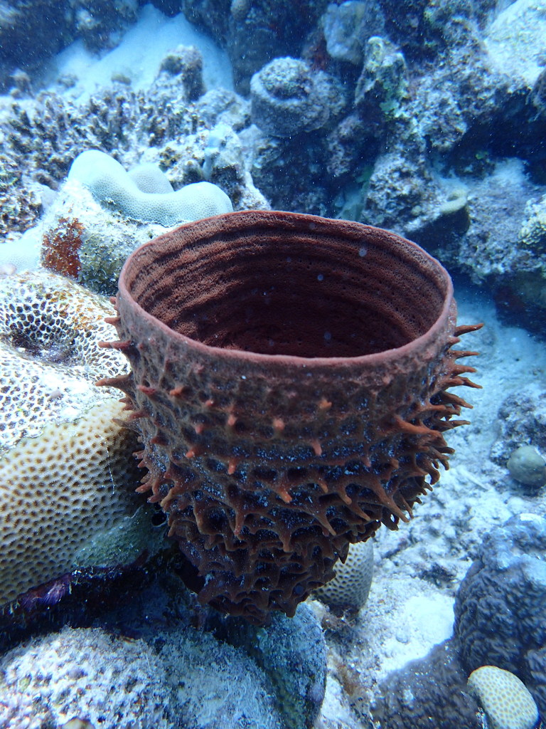 Prickly Tube Sponge