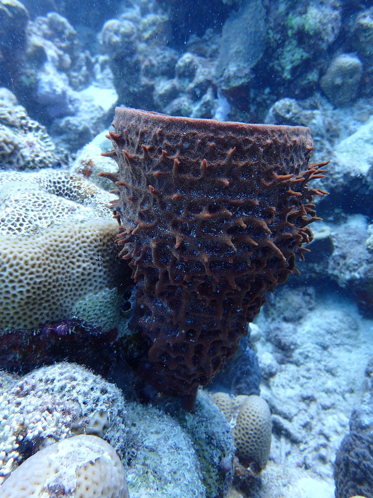 Prickly Tube Sponge