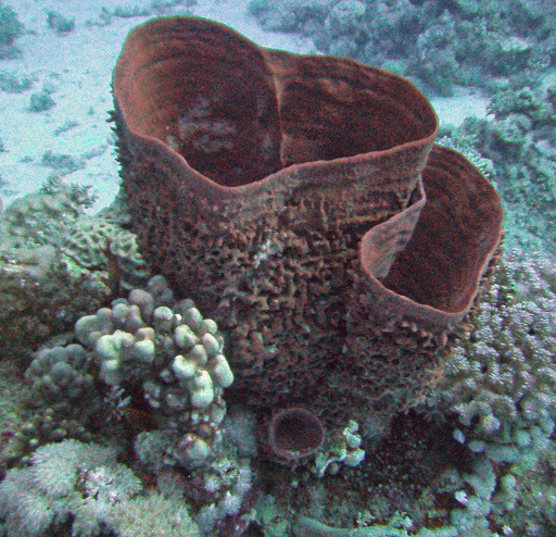 Prickly Tube Sponge