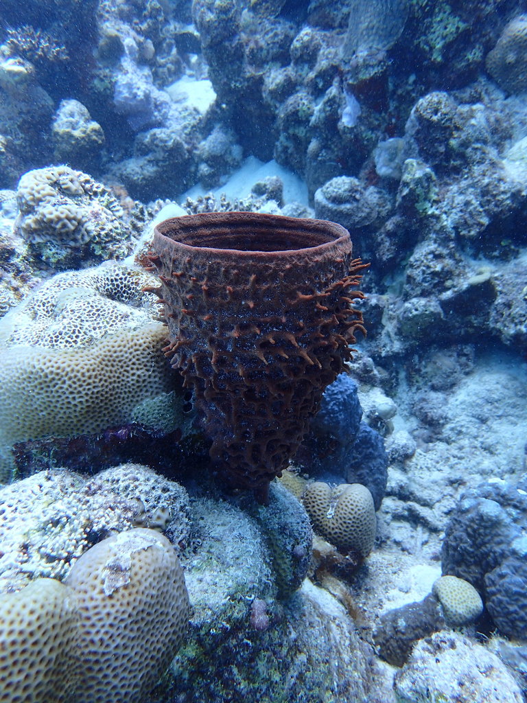 Prickly Tube Sponge