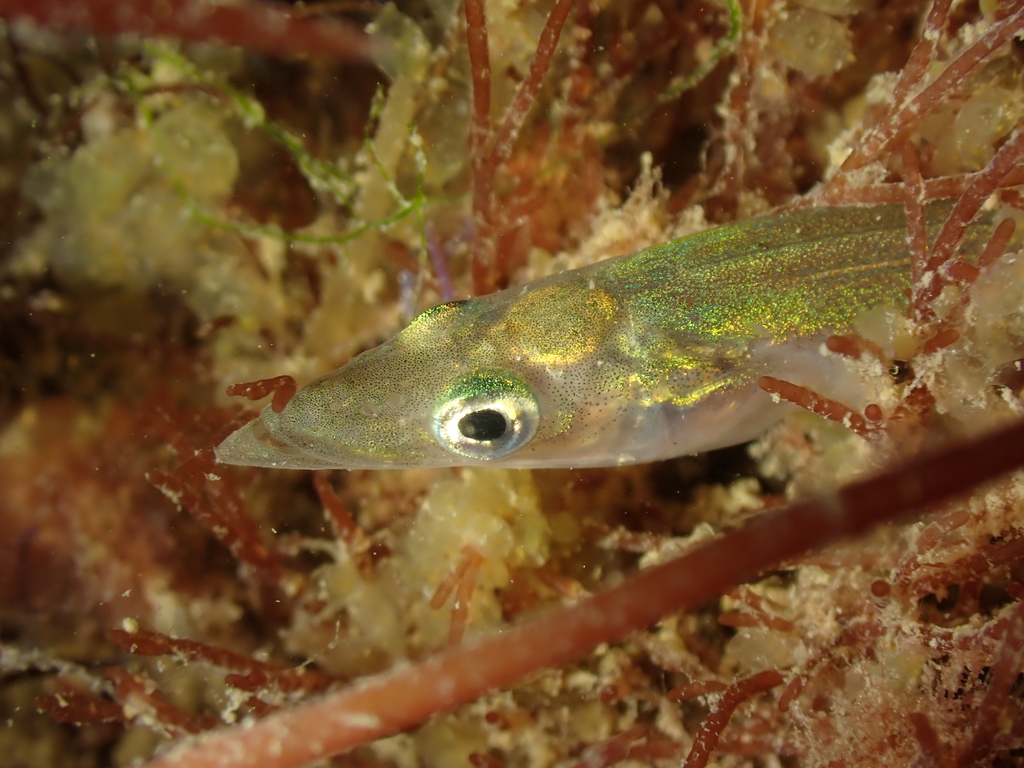 Lesser Sand Lance