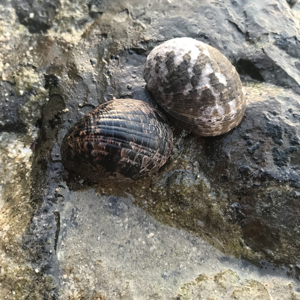 Blotched Nerite