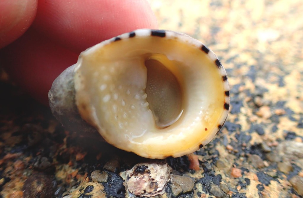 blotched nerite